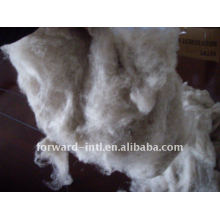 100% pure dehaired un-washed pashmina wool